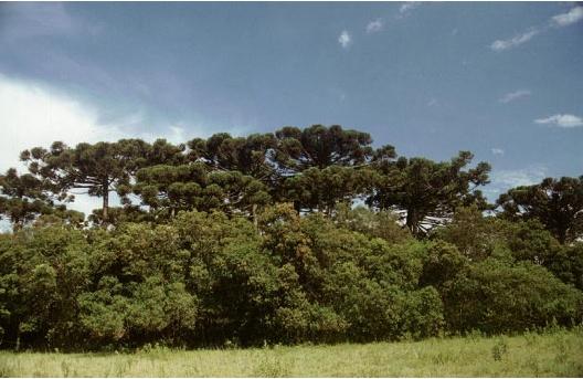 Araucaria